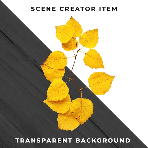 Wood leaf transparent PSD