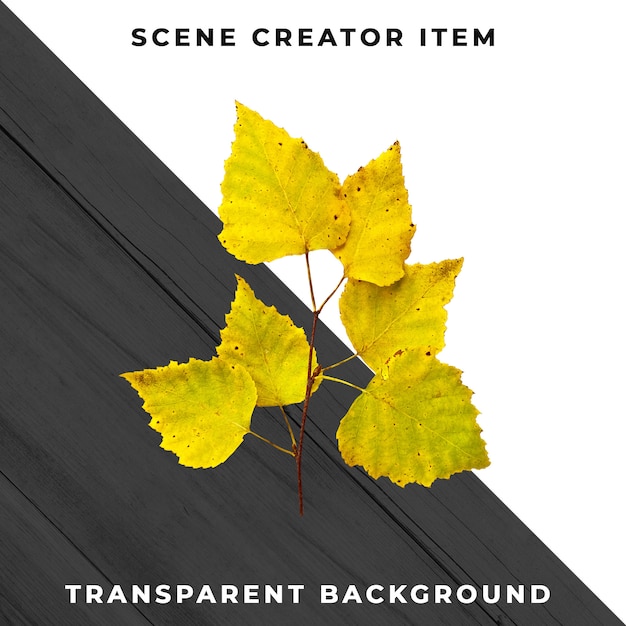 Wood leaf transparent PSD