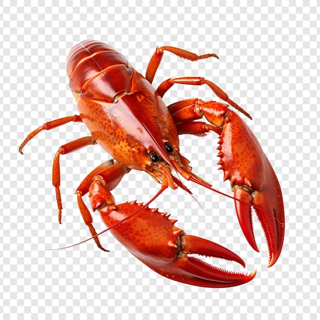 Free PSD yabby isolated on transparent background