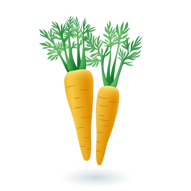 3d cartoon style carrots icon on white background. Fresh organic vegetables with leaves flat vector illustration. Farming, harvest, healthy lifestyle or food concept