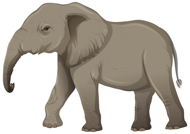 Free vector adult elephant without ivory in cartoon style on white background