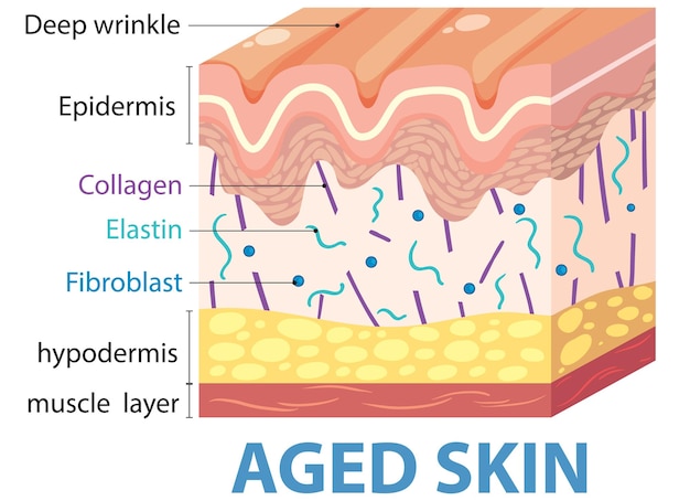 Free vector aged skin crosssection diagram