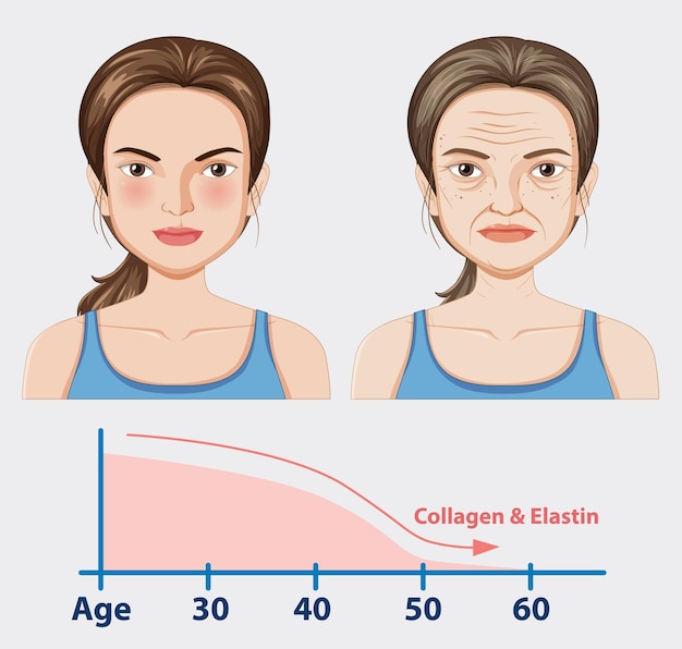 Free Vector aging process and skin changes