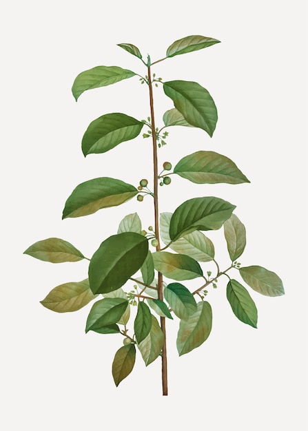 Free vector alder buckthorn tree