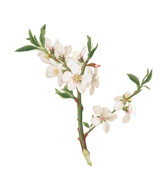 Free Vector almond tree flower from pomona italiana illustration