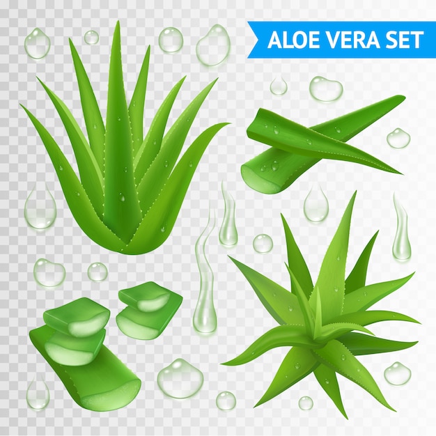 Free Vector aloe vera plant illustration