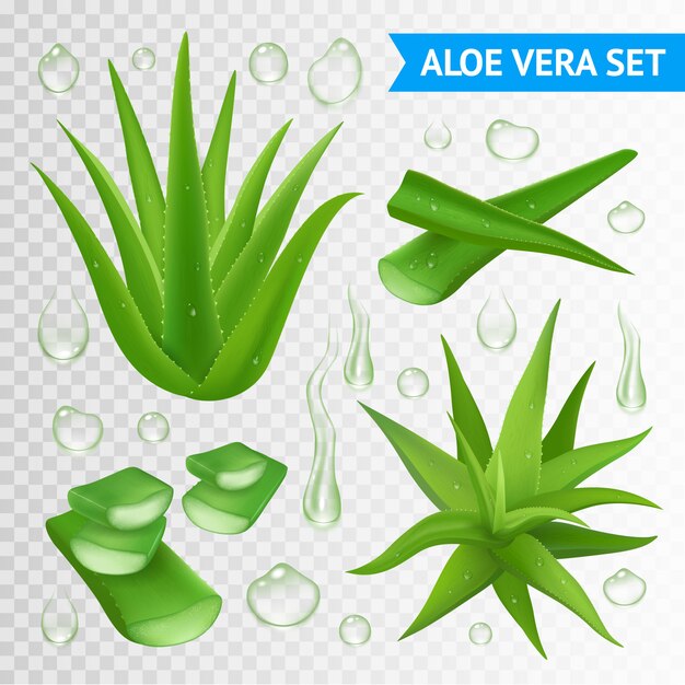 Aloe Vera Plant illustration