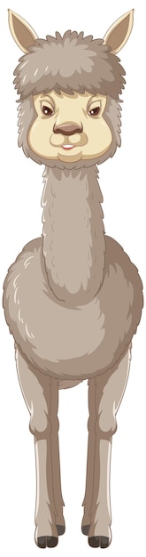 An alpaca on white background