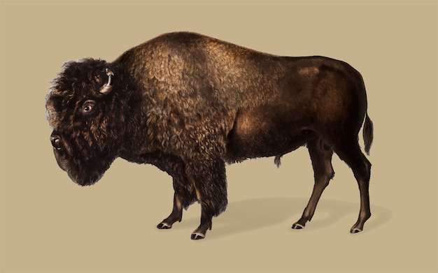 Free vector american bison illustration