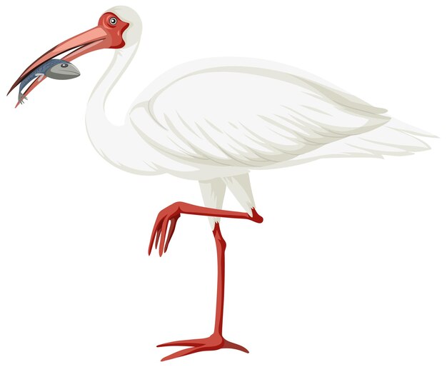 American white ibis isolated