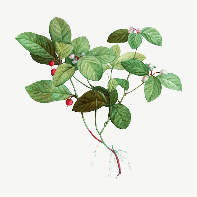 Free Vector american wintergreen plant