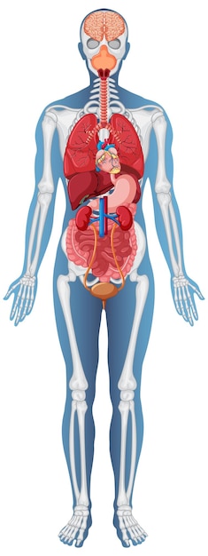 Free Vector anatomical structure human body