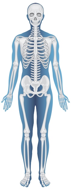 Anatomical Structure Human Skeleton