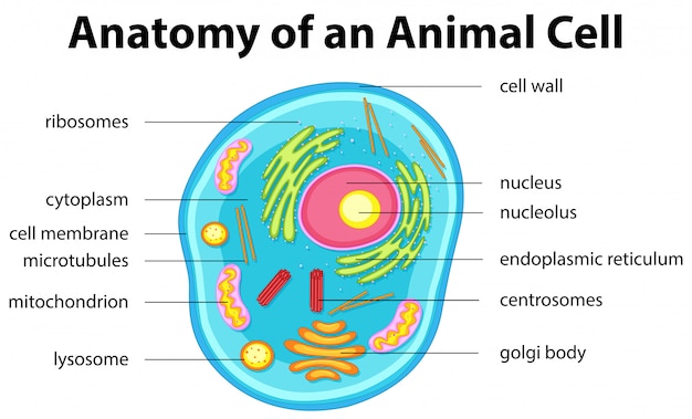 Anatomy of animal cell 