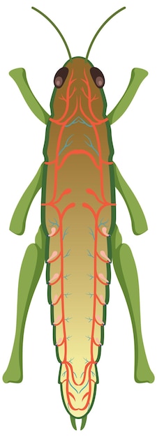 Free vector the anatomy of grasshopper on white background