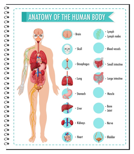 Free Vector anatomy of the human body information infographic