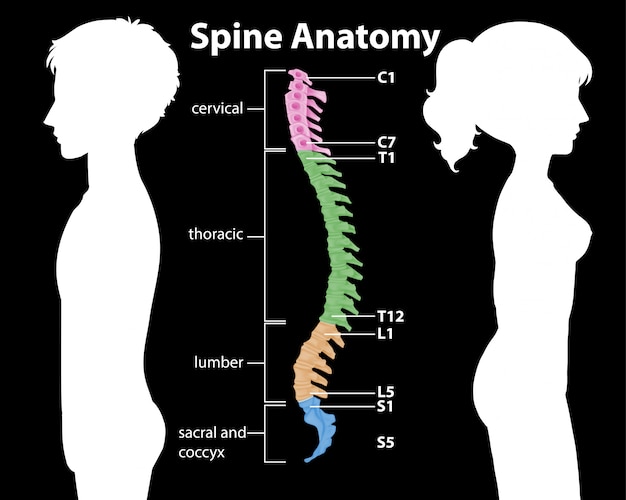 Anatomy of the spine or spinal curves infographic