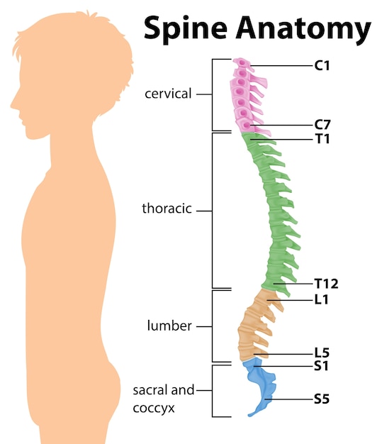 Anatomy of the spine or spinal curves infographic