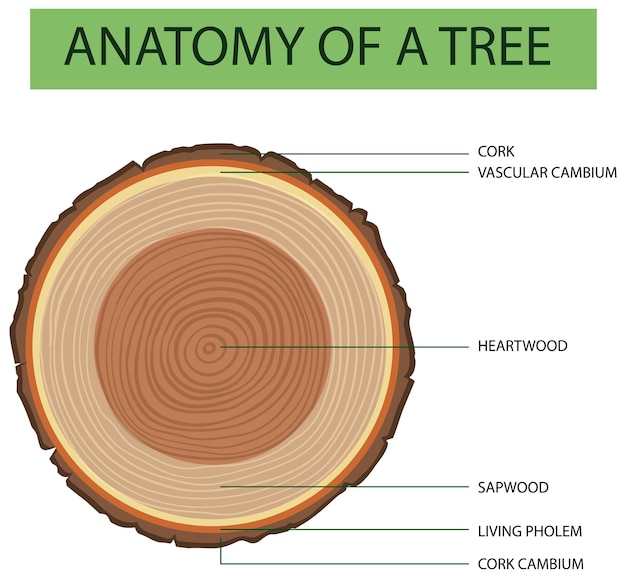 Anatomy of tree trunk