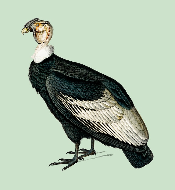 Free Vector andean condor (vultur gryphus) illustrated by charles dessalines d'orbigny (1806-1876). 