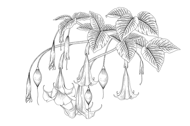 Angel's Trumpet flower (Brugmansia) Hand Drawn Botanical Illustrations.