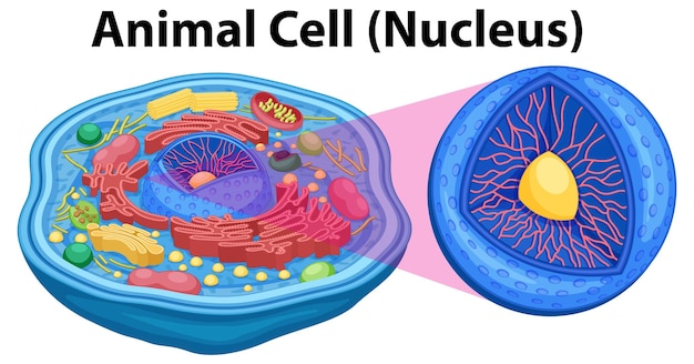 Free Vector animal cell anatomy structure diagram