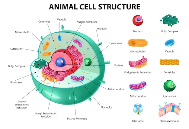 Free Vector animal cell anatomy