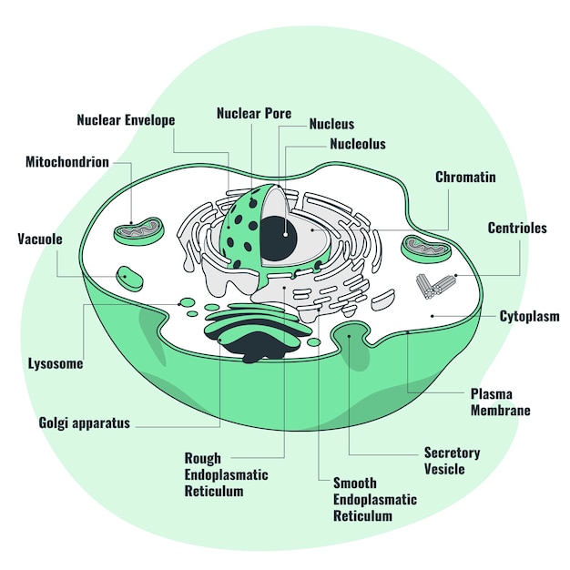 Free Vector animal cell concept illustration