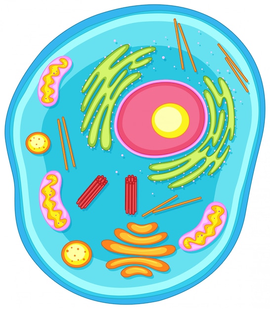 Free vector animal cell diagram in colors