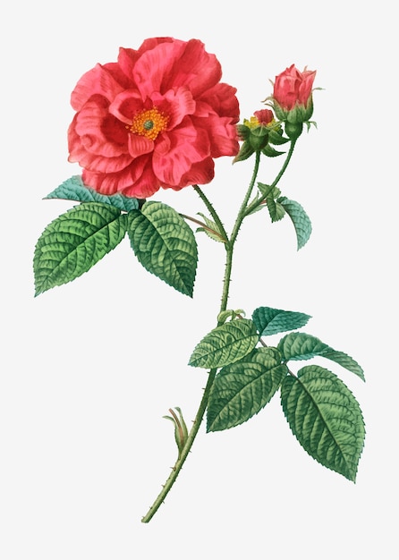 Free vector apothecary's rose