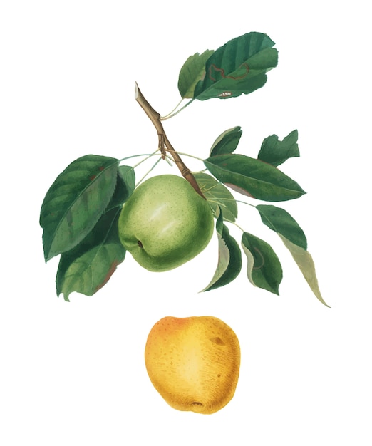 Apple from Pomona Italiana illustration