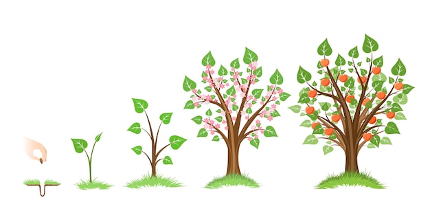 Free Vector apple tree growth cycle.