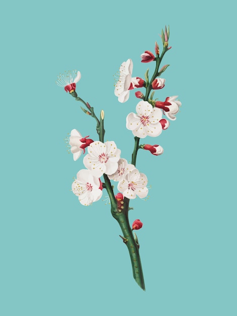 Apricot flower from Pomona Italiana illustration