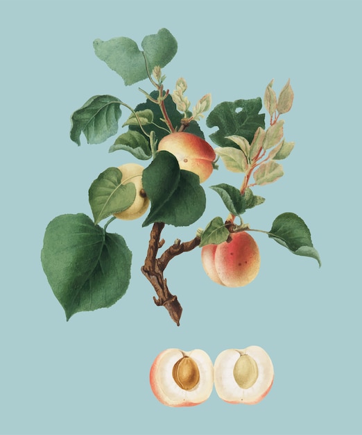 Apricot from Pomona Italiana illustration