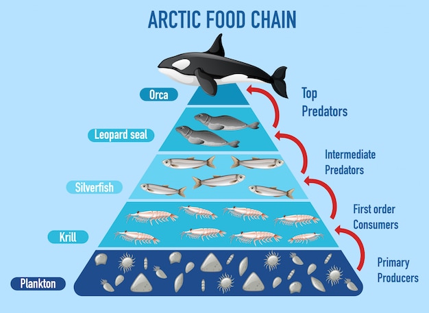 Free Vector arctic food chain pyramid