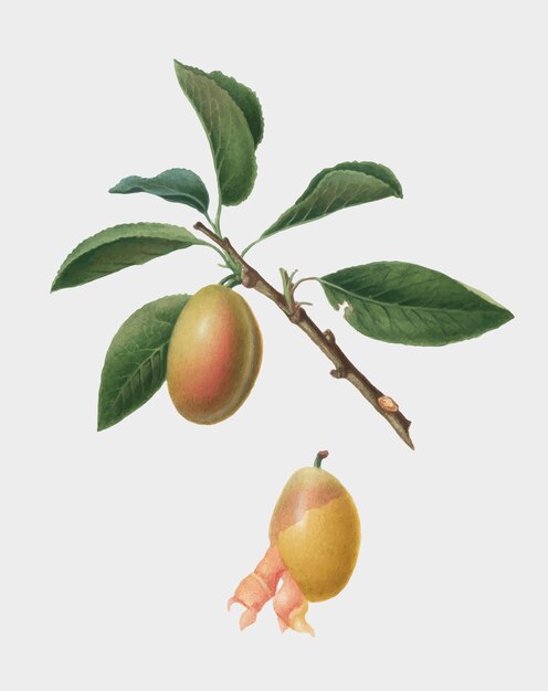 Free Vector armenian plum from pomona italiana illustration