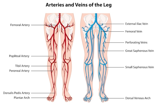 Free Vector arteries and veins of the leg