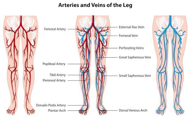 Free Vector arteries and veins of the leg