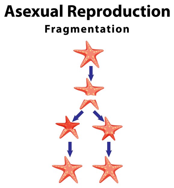 Asexual reproduction fragmentation with starfish