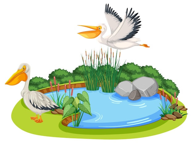 Free Vector australian pelicans with nature pond