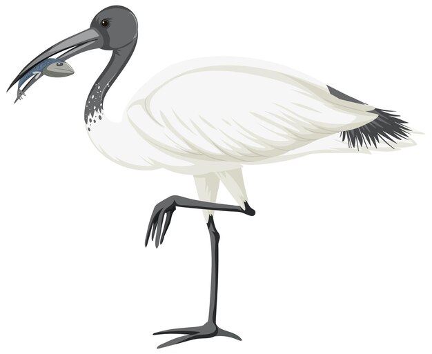 Australian white ibis isolated