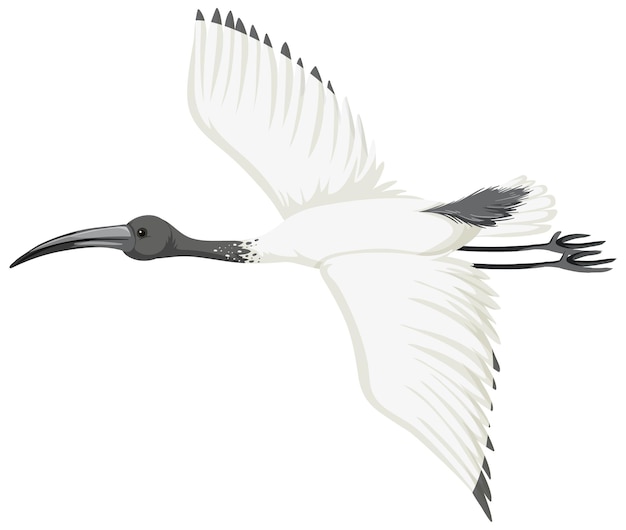 Free Vector australian white ibis isolated