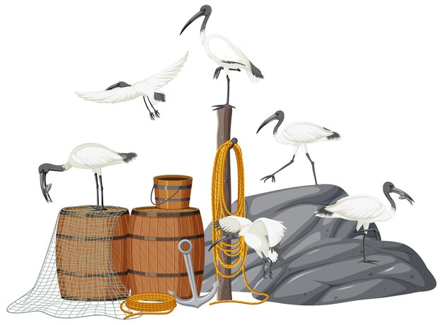 Autralian white ibis group with fishing objects