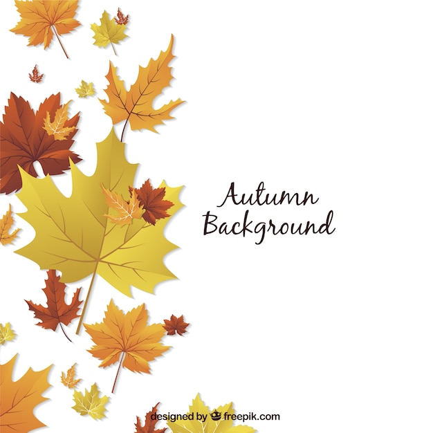 Autumn background with decorative dried flowers