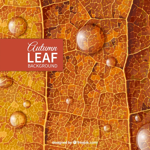 Free Vector autumn leaf background