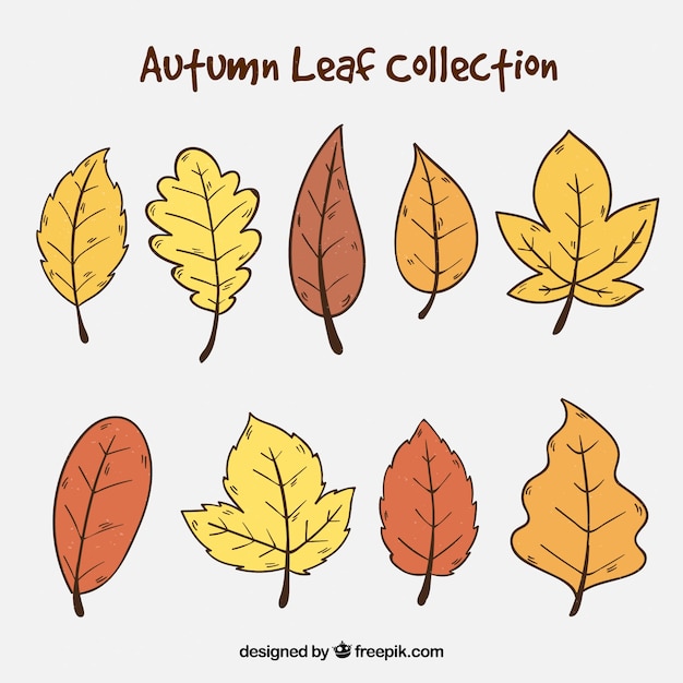 Autumn leaf collection