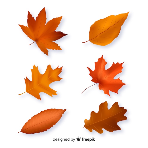 Autumn leaves collection flat design