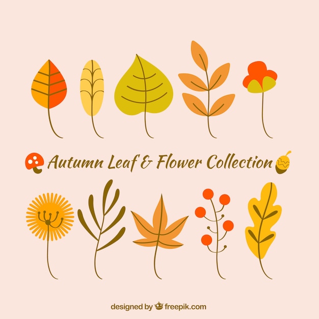 Autumn leaves collection