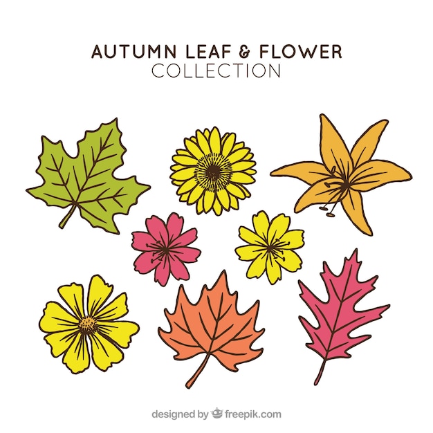 Free Vector autumn leaves collection