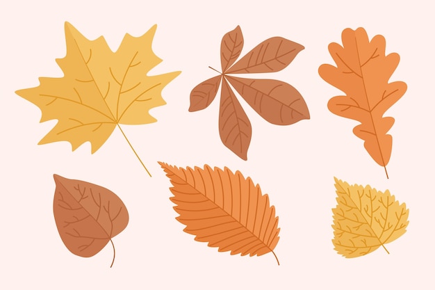 Autumn leaves collection